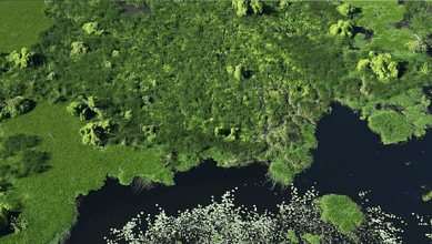 Lush green wetlands with dense trees and dark water, perfect for outdoor nature exploration.