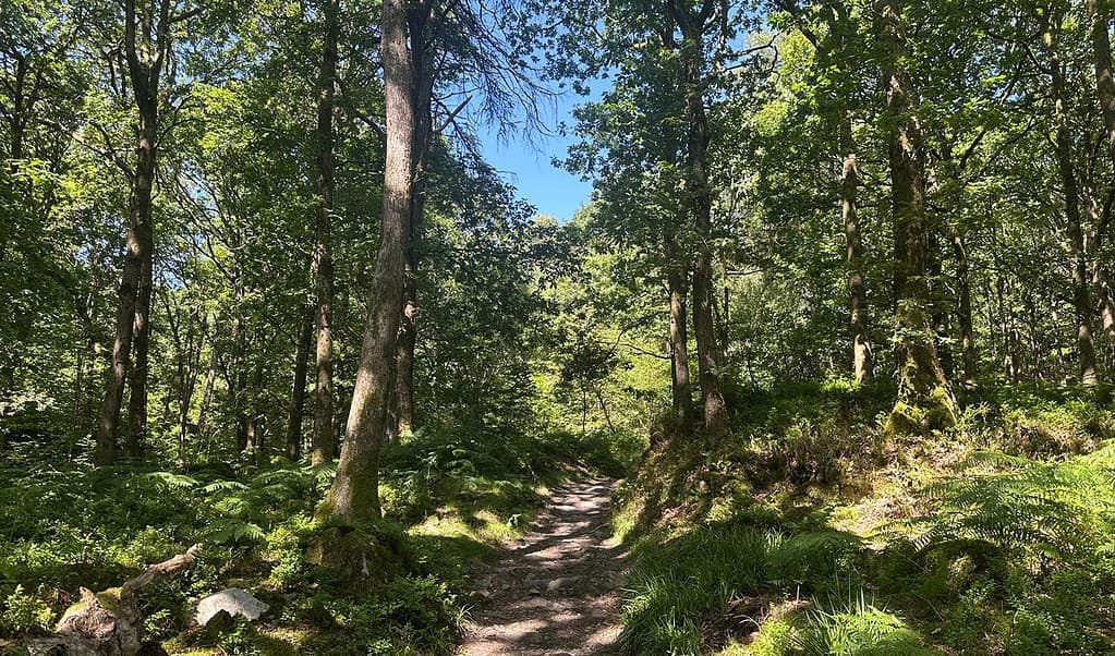 Serene forest trail surrounded by lush green trees and vibrant foliage in natural outdoor setting.