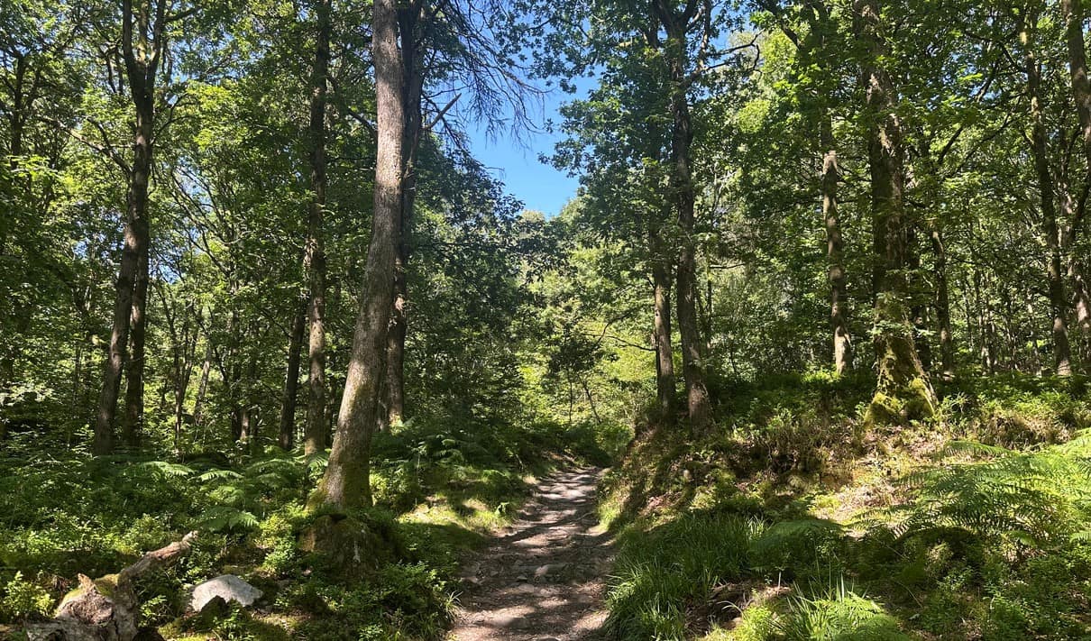 Serene forest trail surrounded by lush green trees and vibrant foliage in natural outdoor setting.
